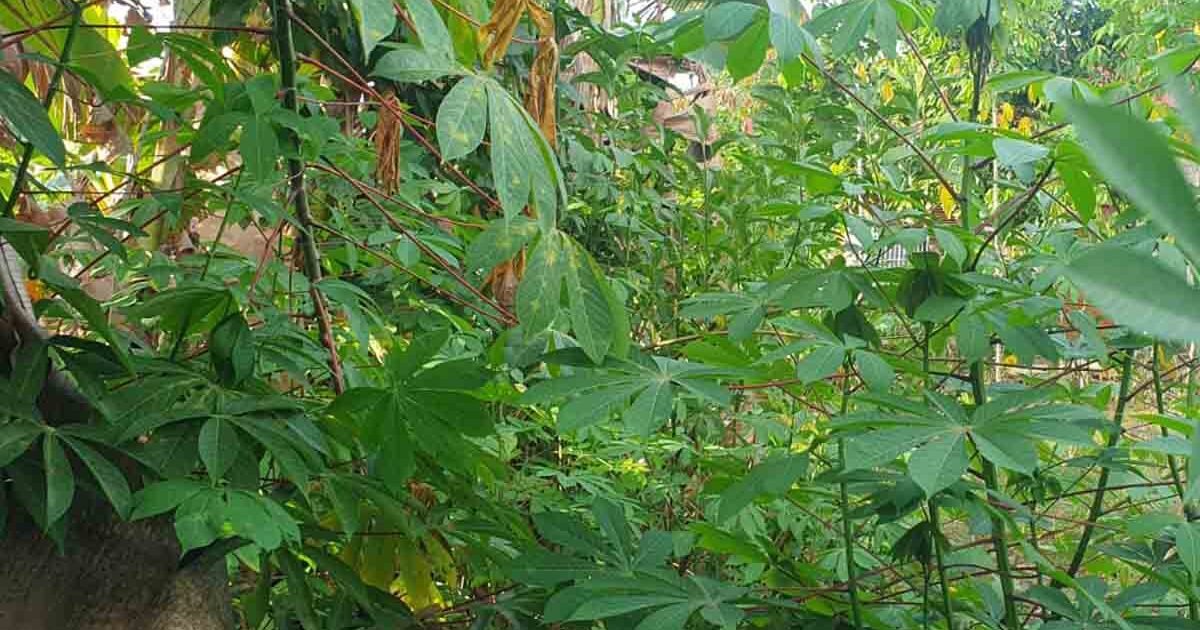 Tersembunyi di Balik Ubi Kayu