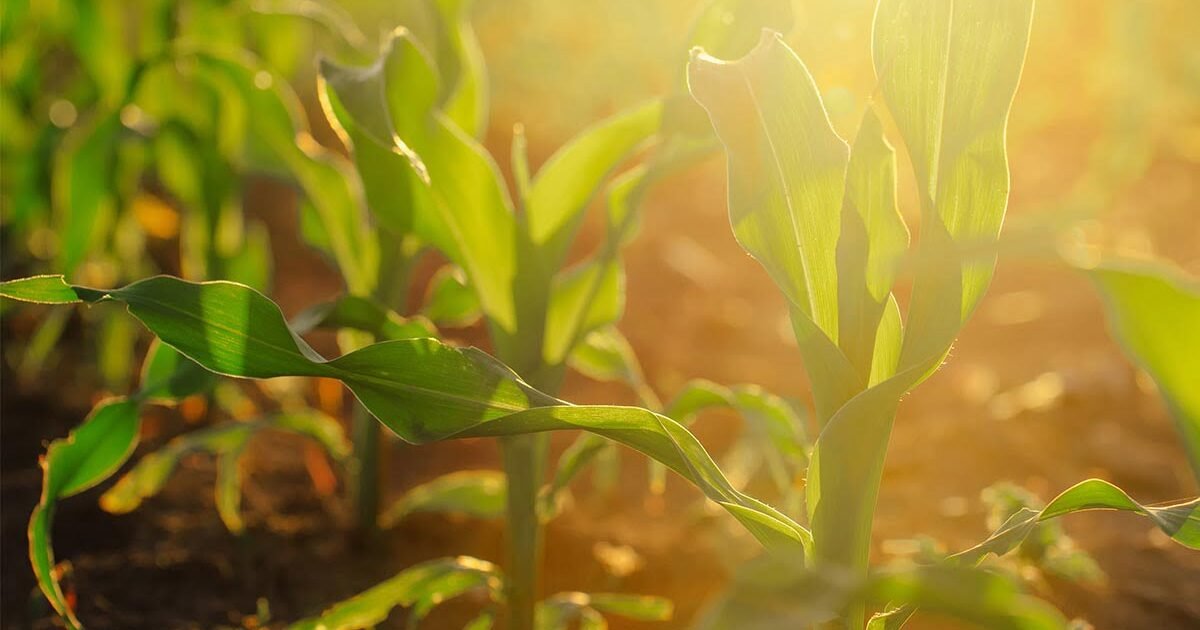 Pemda Bolmut Bantu Kelompok Tani