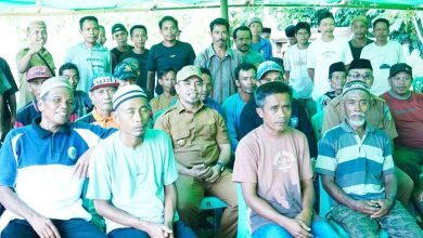 Bibit Jagung Bersemi di Paku Selatan