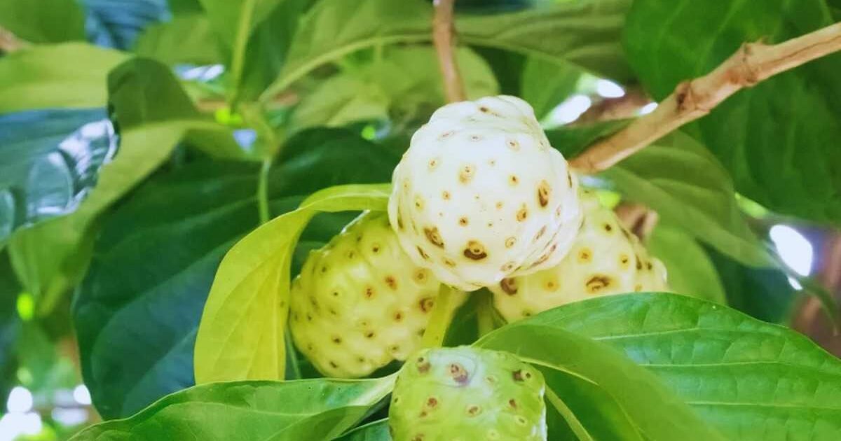 Manfaat Buah Mengkudu