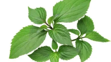 Manfaat Minyak Nilam