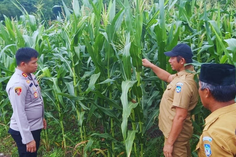 Kapolres Bolsel Tinjau Perkebunan di Panango