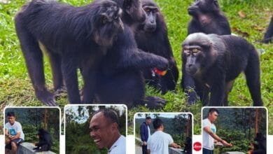 monyet hitam Kebun Kopi