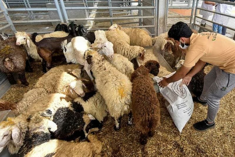 harga hewan kurban turun