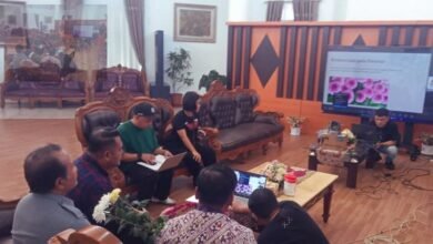 Bunga Krisan Tomohon