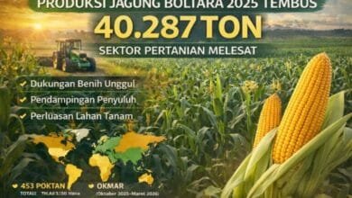 produksi jagung Boltara