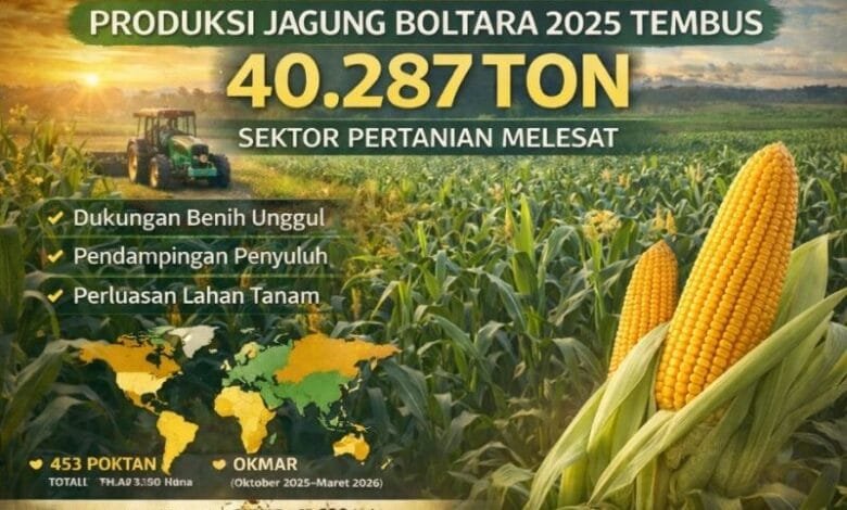 produksi jagung Boltara