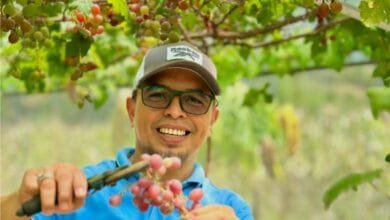 kebun anggur Sangkub Timur